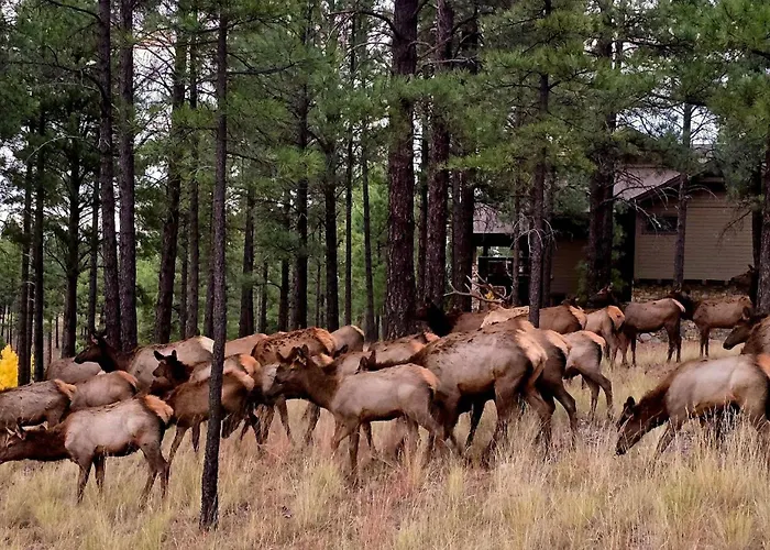 Colinas Pine Canyon * Flagstaff
